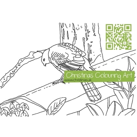 Download Colouring Page Sparrowhawk